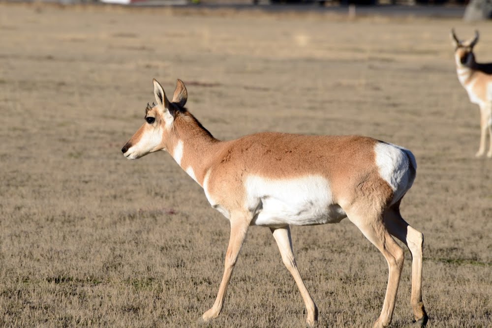 Pronghorn_1458