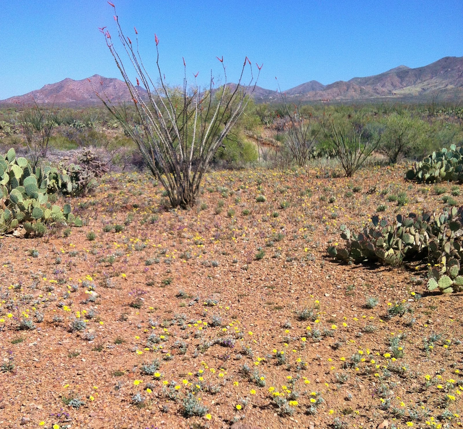 At Home on Azure Sky Sonoran Desert Wildflowers 2