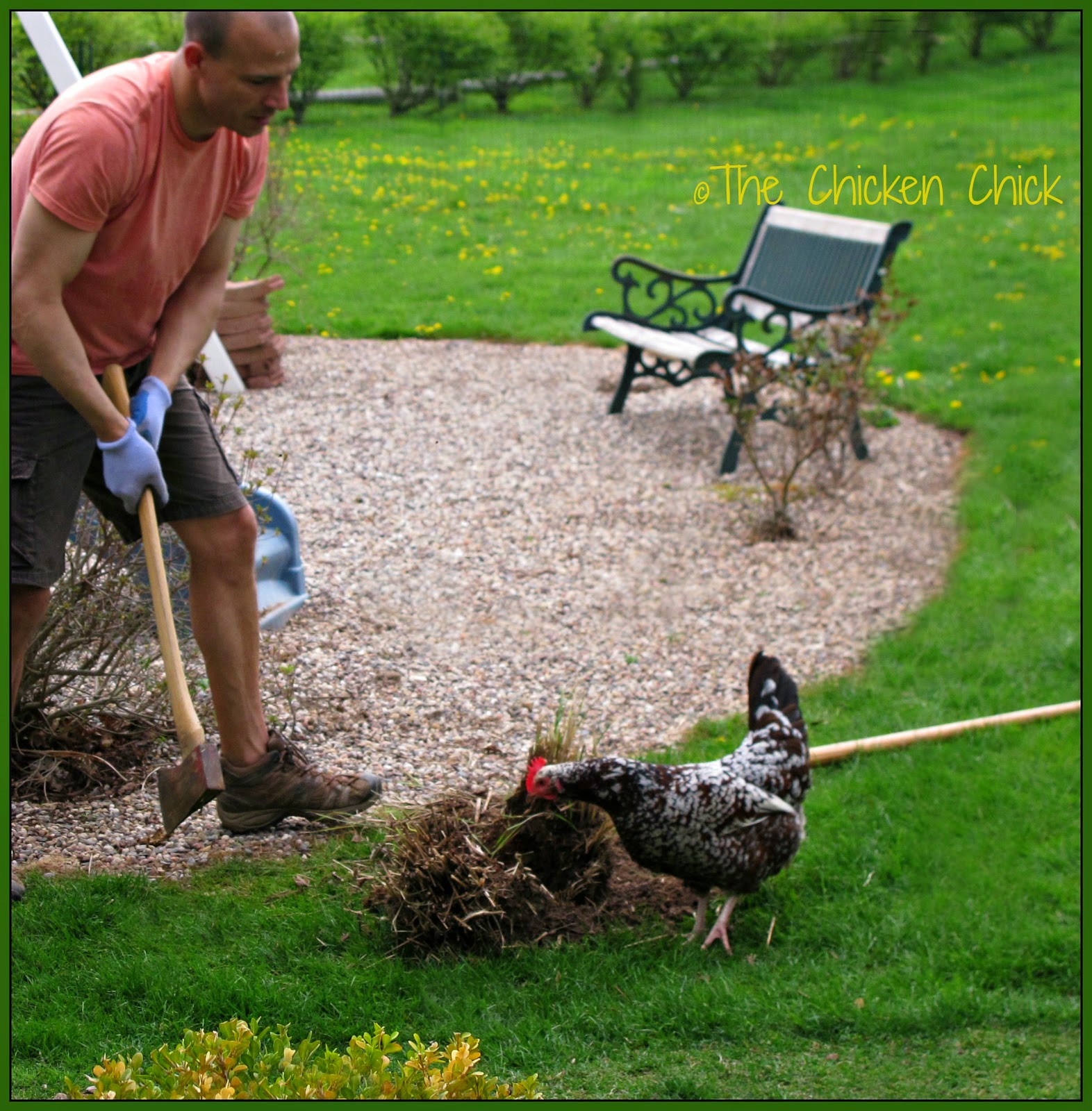 The Chicken Chick® Landscape Gardening with Chickens