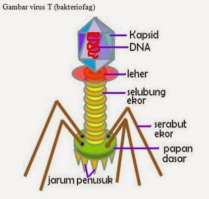 Struktur Virus T Bakteriofag Pustaka Pandani