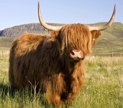 Highland Cattle | Interesting Facts & Photographs | All Wildlife