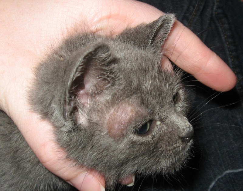 Animal Affairs Fungal infections in cats