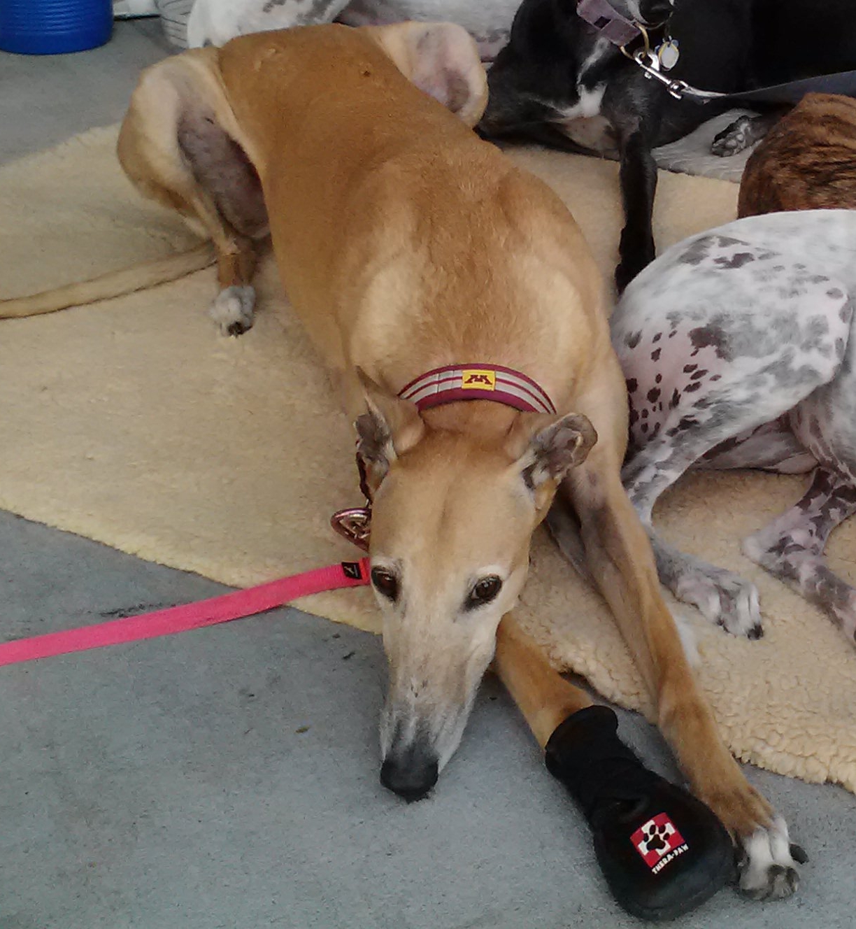 Northern Lights Greyhound Adoption Dog Blog NLGA Photo Roundup