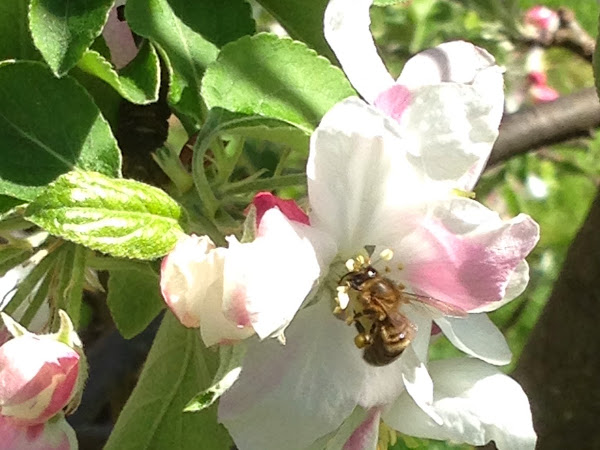 Busy as Bees :)