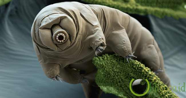 Tardigrade Tardigrade
