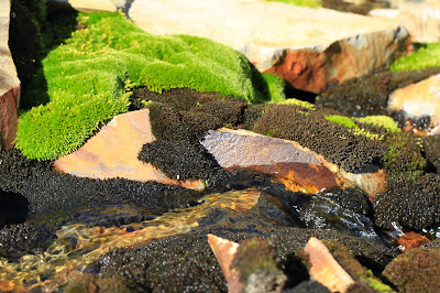 Moss Among the Rocks
