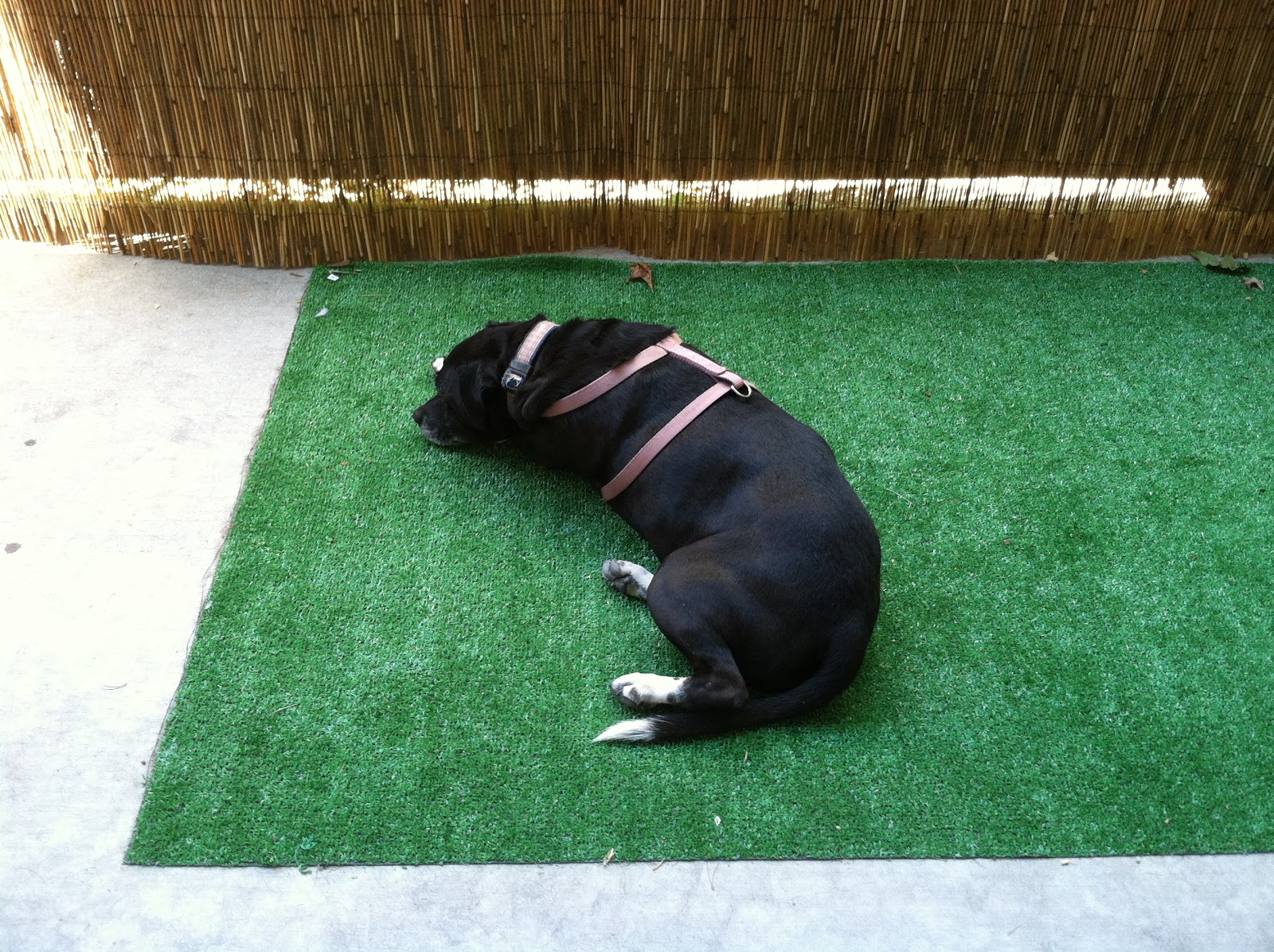 The Banana Hammok Dog Potty Patch Idea For An Apartment Patio