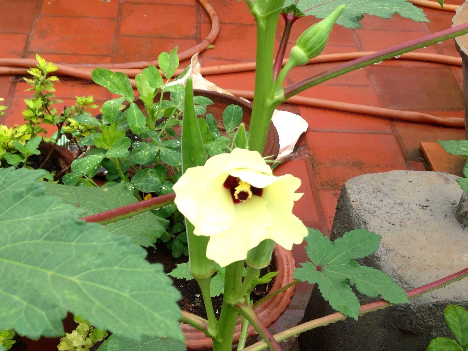Terrace Garden Growing Okra in Containers