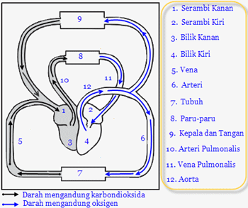 Sistem Peredaran Darah Besar dan Kecil pada Manusia