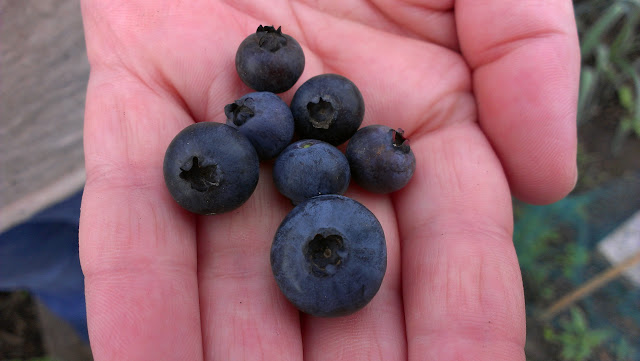 allotment