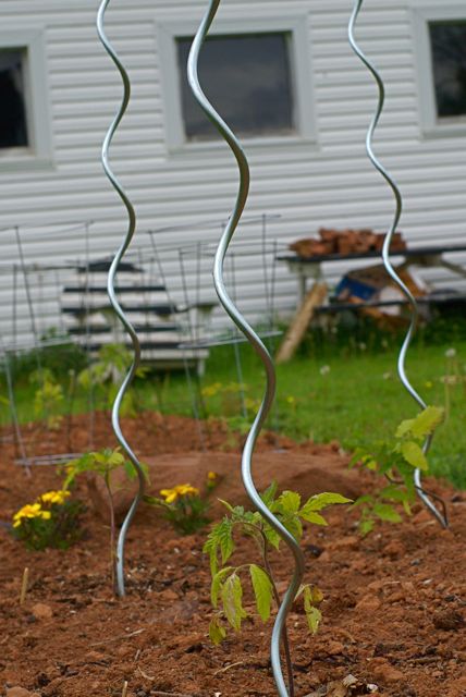 Trellis vs Staking Tomato+spirals