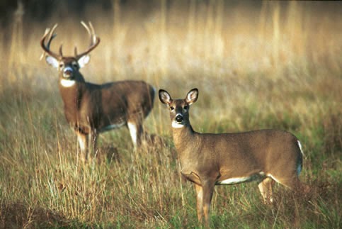 Deer Hunting excellent