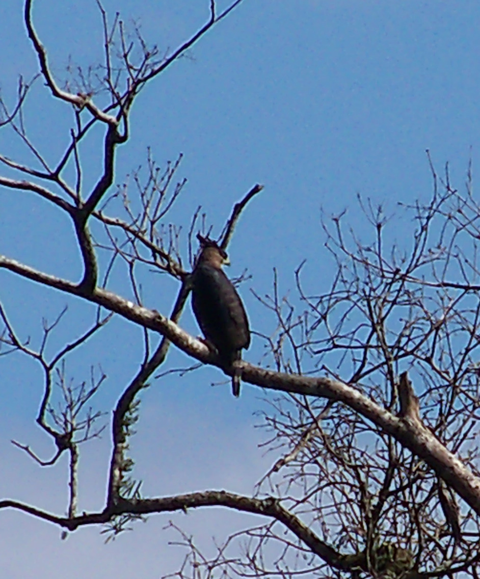Jungle and Rainforest Art of Costa Rica Photo of Ornate Hawk Eagle in