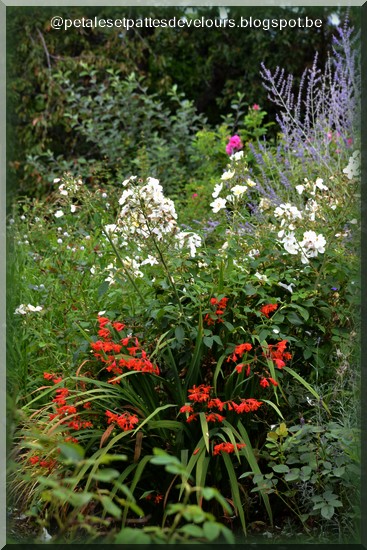 Choisya Ternata Paris Cote Jardin Page 2