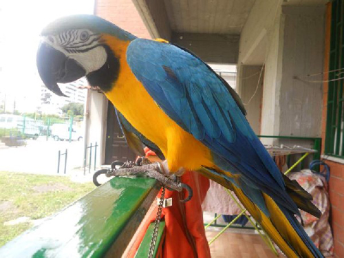 13 Harga Scarlet Macaw Blue And Gold Update Terbaru 2017 Harga