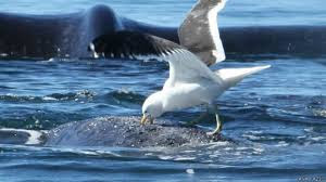 Gaviotas de la esperanza