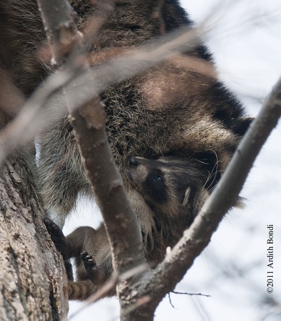 do raccoons growl and hiss do raccoons growl and hiss