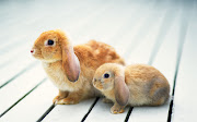 Two cute bunny. Two cute bunny. Three bunny in the garden.