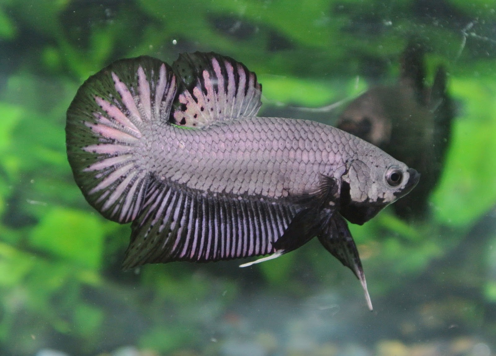 Betta Fish Afira Betta HMPK Black Dragon NEW MEI