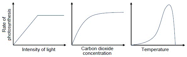 Photosynthesis: Limiting Factors.