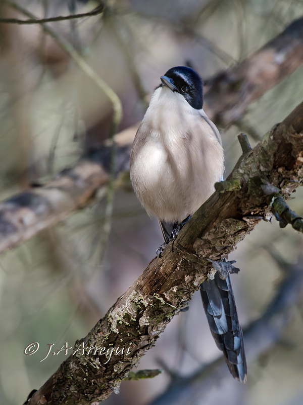 Rabilargo, Cyanopica cyanopica, Azure-winged Magpie Rabilargo, Cyanopica cyanopica, Azure-winged Magpie