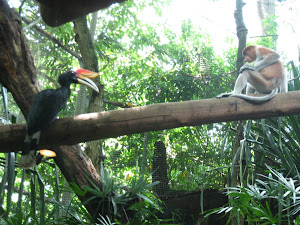 The Singapore Zoo