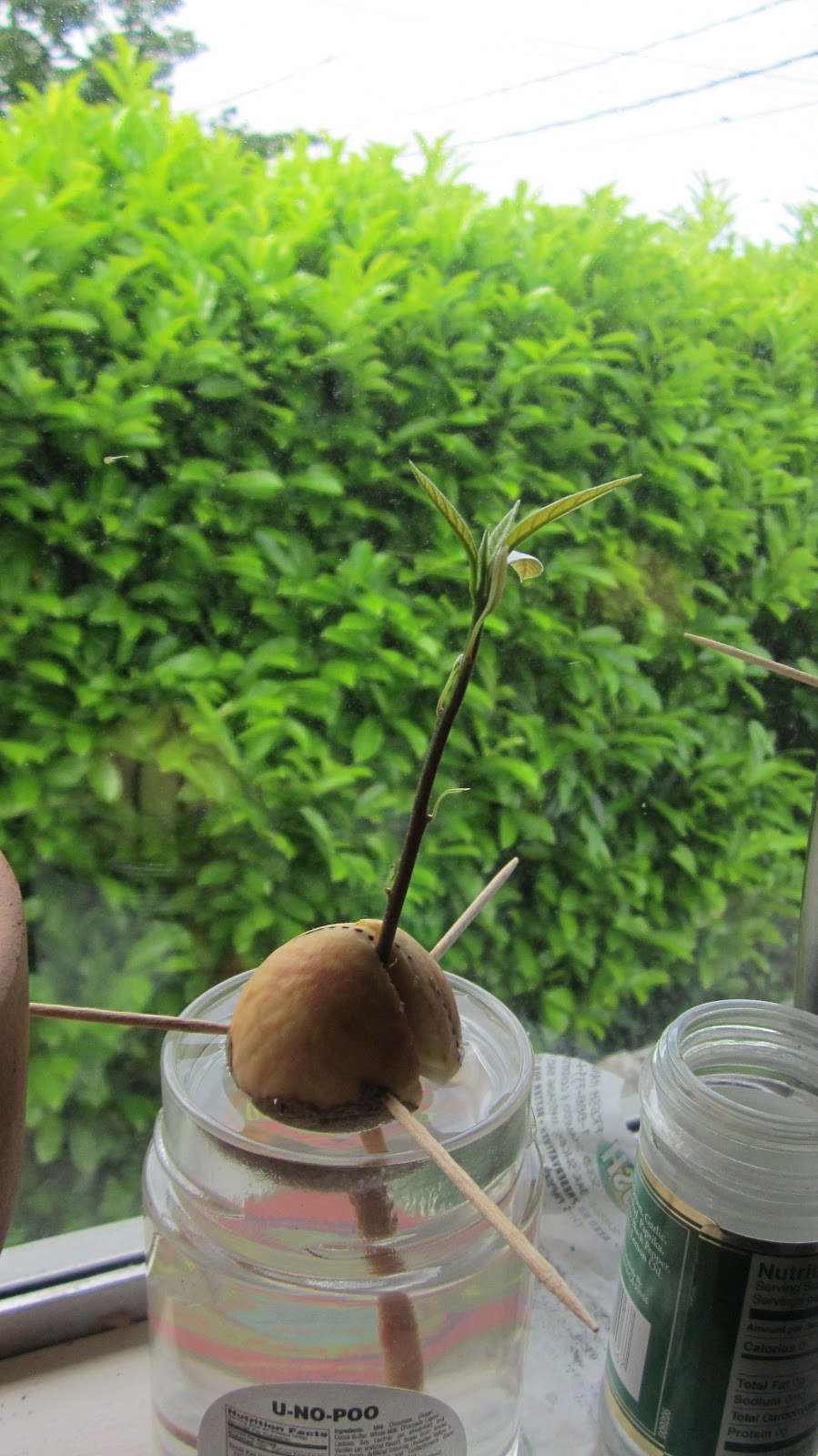 Growing Avocado From Pit Growing Avocado From Pit