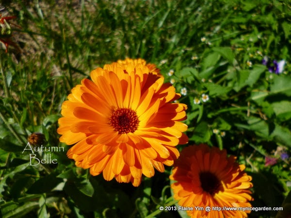 My Tropical Plants Finder Hydrangea Pale Pink