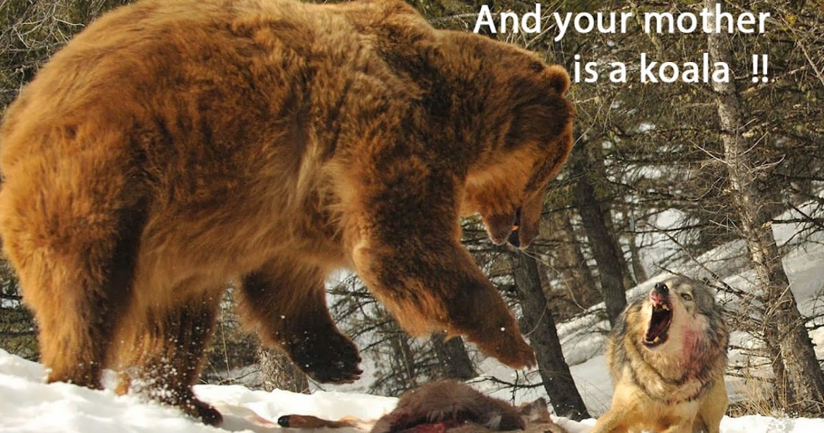 III Percent Your Fighting Paradigm Lone Wolf or Wolf Pack