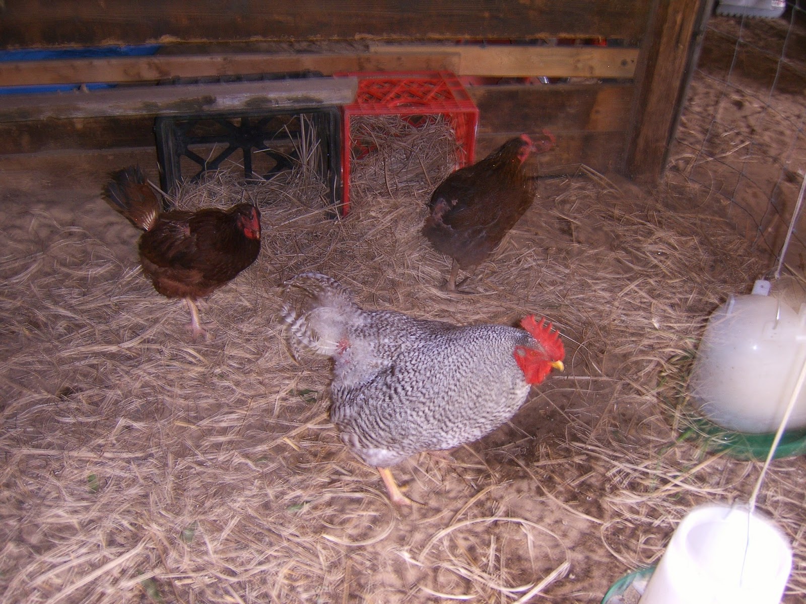 chicken homestead christian education modern chickens