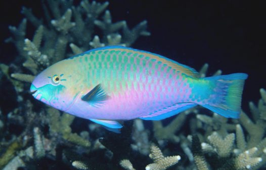 Small Parrot Fish