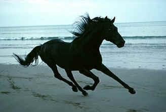 black-horse-running.jpg