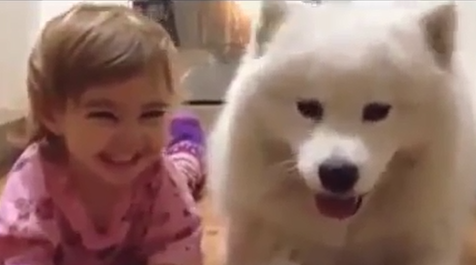 Variety World Dogs Cats and Children Combination