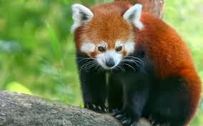 Baby Red Pandas | Interesting Facts & Profile | All Wildlife Photographs