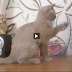 Subwoofer Confuses the Hell out of This Cute Cat (Watch Video)