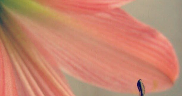 Strip Of Paradise - Mom