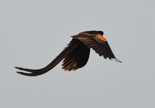 Long-Tailed Widowbird Male