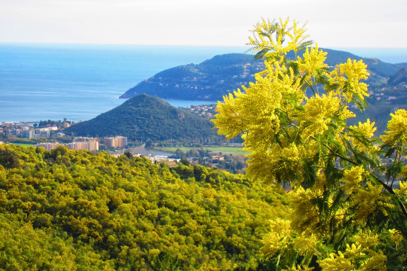 My little riviera Direction la forêt de Mimosa