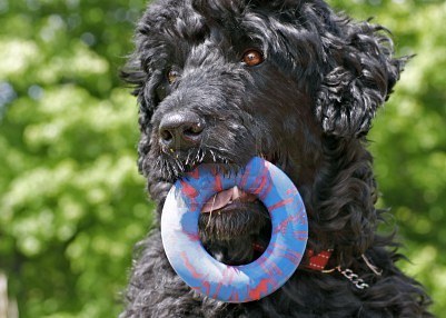 portuguese water temperament portuguese water breed history temperament care breeds picture portuguese water temperament portuguese water breed history temperament care breeds picture