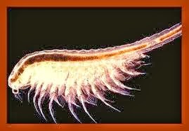 salinity vs brine shrimp