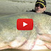 شاب يصطاد أكبر سمكة قرموط في العالم ! شاهد الفيديو !