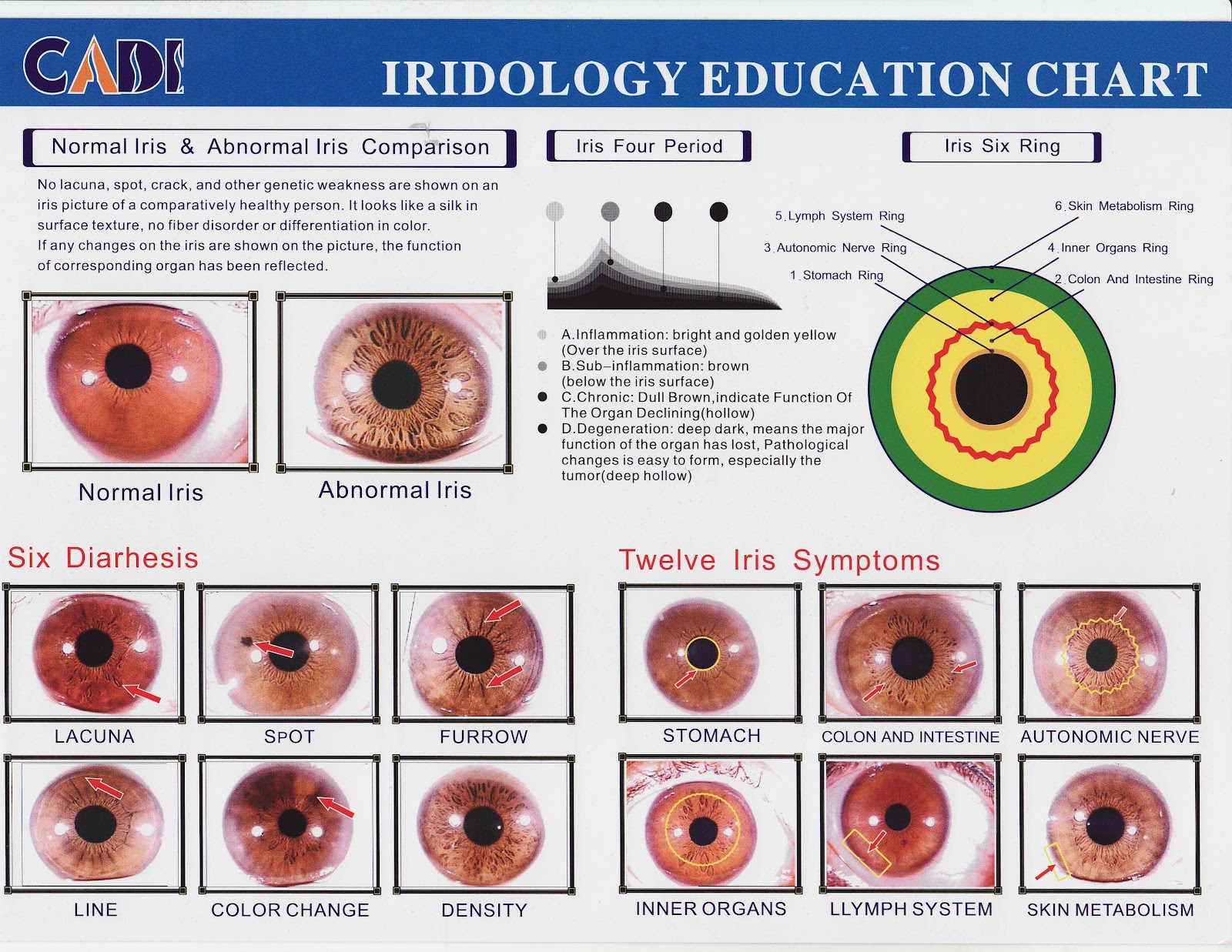 Iridology Chart Left Eye