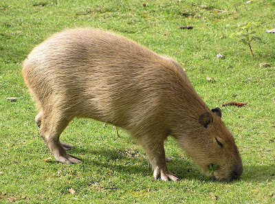 Capybara | Facts and Photos 2012 | The Wildlife