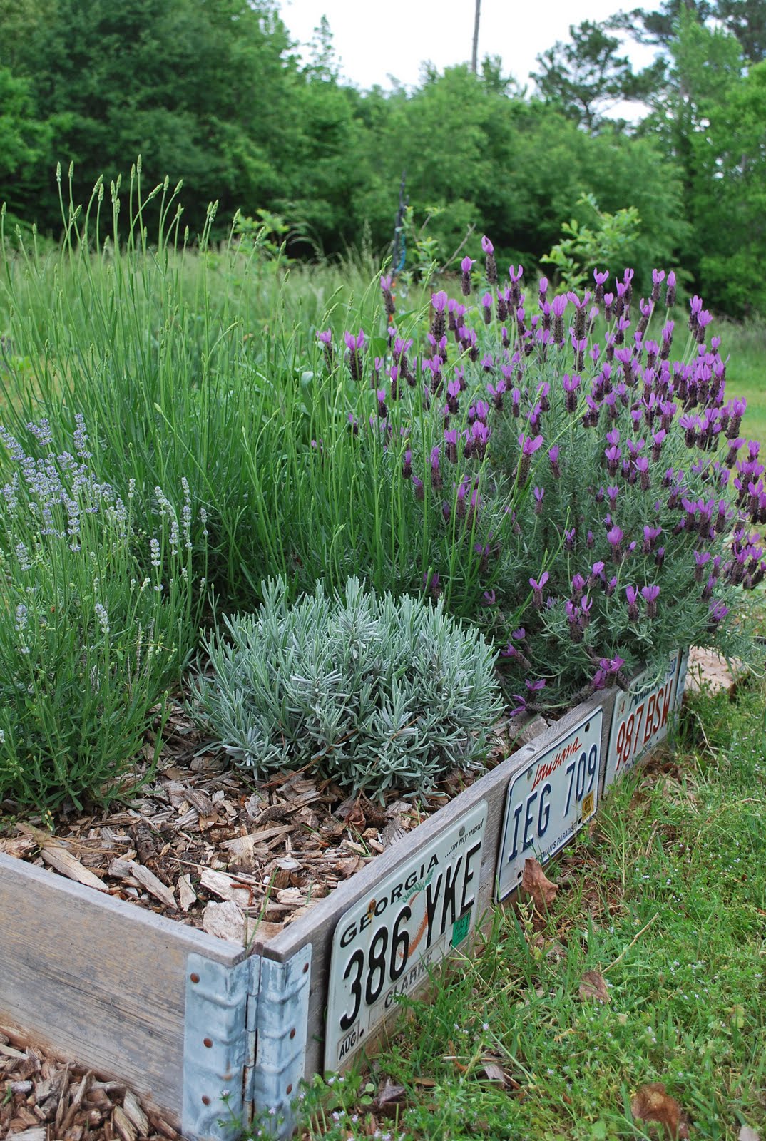 Connie Cottingham Growing Lavender in the Southeast