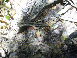 CENTIPEDE one of the Reptile in Leuser Park