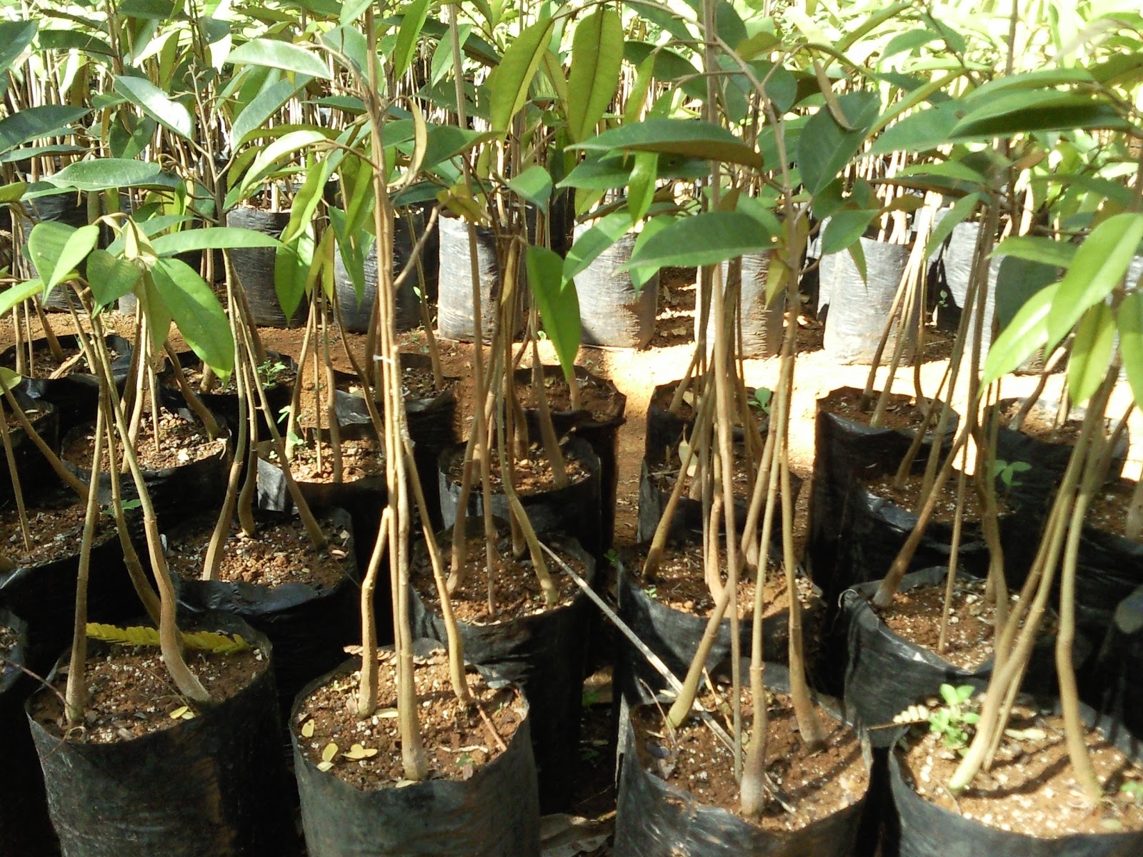 Bibit Pohon Duriah Tukang Taman bibit pohon duriah tukang taman