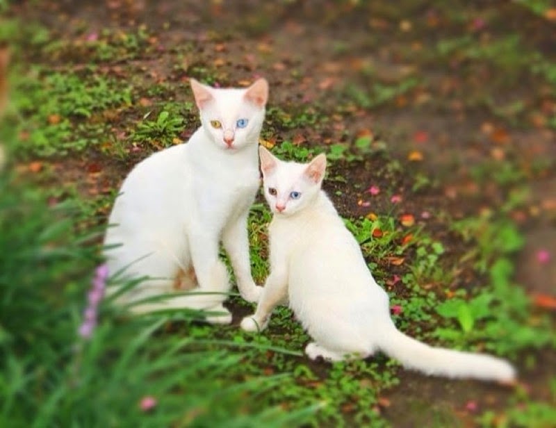 21. A mother and her kitten that are almost identical, right down to their brown and blue eyes. - 30 Animals With Their Adorable Mini-Me Counterparts