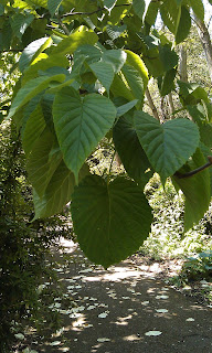 Davidia vilmoriniana - Handkerchief Tree Ruskin Park Topside Of Leaves