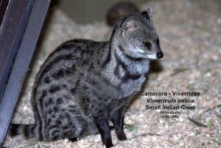 Pasaran Harga Musang Drh Fira Sovica Pasaran Harga Musang Drh Fira Sovica