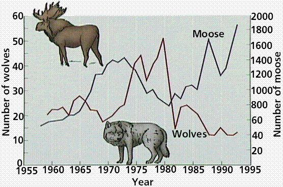 predator prey relationship